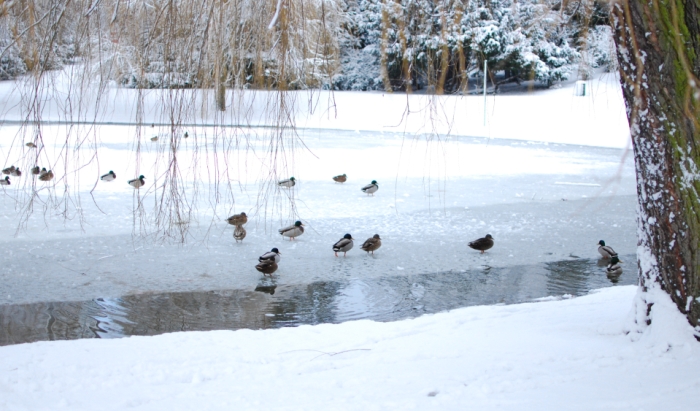 Enten im Schnee