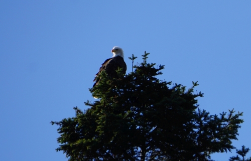 Weikopf-Seeadler